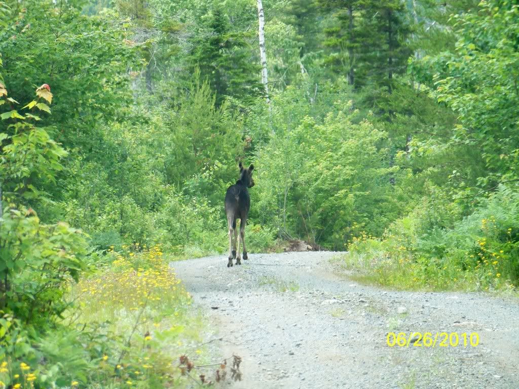 Jackman, Maine Spring bear hunt 2010.....